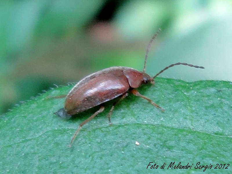 Isomira sp. (Tenebrionidae)